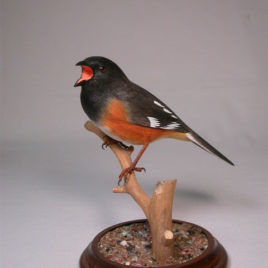 Eastern Towhee #2