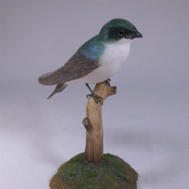 Tree Swallow