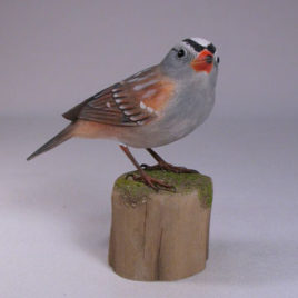 White-crowned Sparrow #1