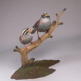 White-throated Sparrow & a Baby