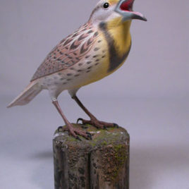 Life Size Western Meadowlark #1
