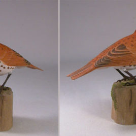 Wood Thrush