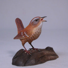 Winter Wren