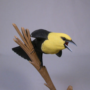 Open-winged Yellow-headed Blackbird