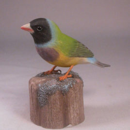Gouldian Finch (black-head)