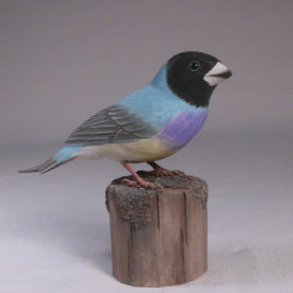 Gouldian Finch (teal-back)