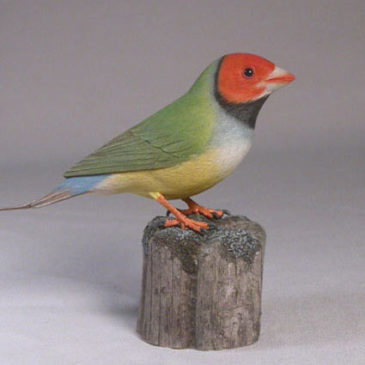 Gouldian Finch (white-breast) Red Head #1