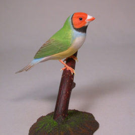 Gouldian Finch (white-breast) Red Head #2