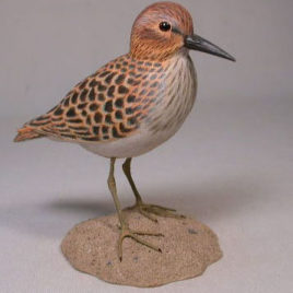 Least Sandpiper