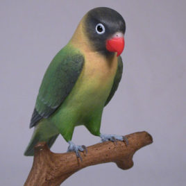 5″ Masked Lovebird (A)