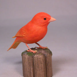 Red Factor Canary