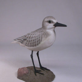 Sanderling