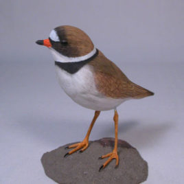 Semipalmated Plover