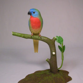 Splendid Grass Parakeet
