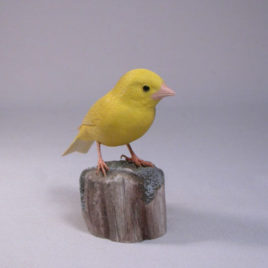 Yellow Canary