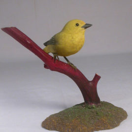Yellow Warbler (Female) #2