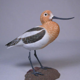 8-1/2″American Avocet