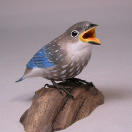 Baby Eastern Bluebird #2