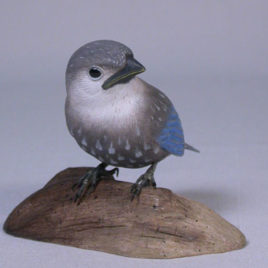 Baby Eastern Bluebird #1