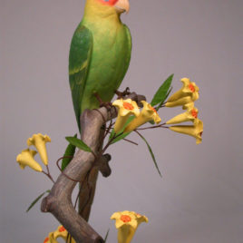 11″ Carolina Parakeets