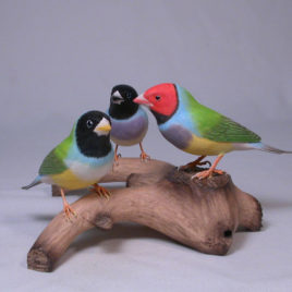 Gouldian Finches #5