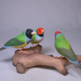 Gouldian Finches #6