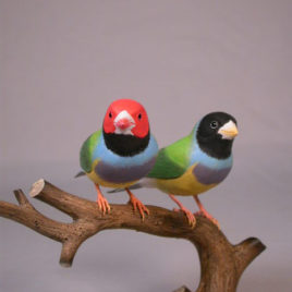 Gouldian Finches Pair #4