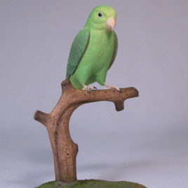 5″ Green-rumped Parrotlet