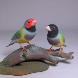 Gouldian Finches Pair #2