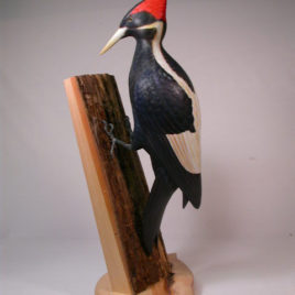 Life Size Ivory-billed Woodpecker