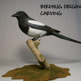 Life Sized Black-billed Magpie