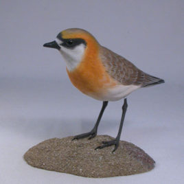 Mongolian Plover