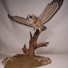 Life Sized Open-winged Saw-whet Owl