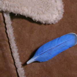 bluebird Feather pin – 2.5 inch