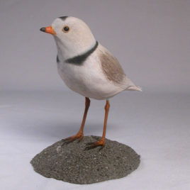 Piping Plover