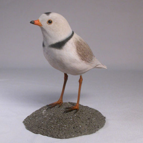 pipingplover1