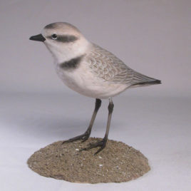 Snowy Plover