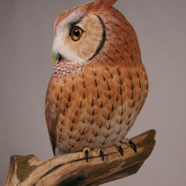 Life sized Eastern Screech Owl