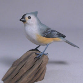 Tufted Titmouse #5