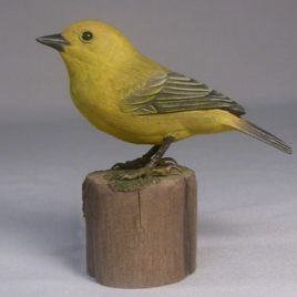 Yellow Warbler (Female) #1