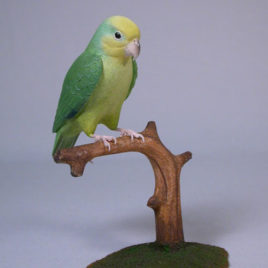 5″Yellow-faced Parrotlet #1