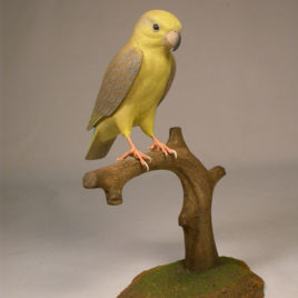 5″ Yellow-faced Parrotlet #2