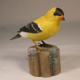 American Goldfinch #6