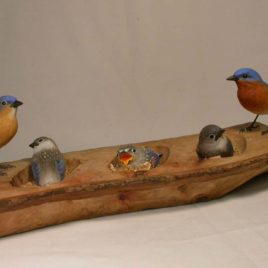 Eastern Bluebird Family