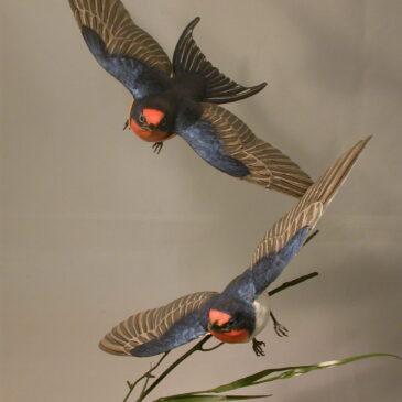 Open-winged pair of Barn Swallows