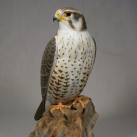 15 inch Prairie Falcon Hand Carved Wooden Bird Carving